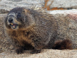 Yellow-bellied Marmot: Rocky Mountain NP, Larimer Co., CO