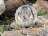 Pika: Rocky Mountain NP, Larimer Co., CO