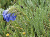 Sky Pilot: <i>Polemonium viscosum</i>, Rocky Mountain NP, Larimer Co., CO