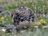 White-tailed Ptarmigan: Rocky Mountain NP, Larimer Co., CO