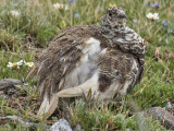 White-tailed Ptarmigan: Rocky Mountain NP, Larimer Co., CO