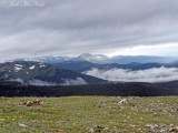 Alpine Tundra: Rocky Mountain NP, Larimer Co., CO