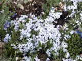 Alpine Phlox: <i>Phlox condensata</i>, Rocky Mountain NP, Larimer Co., CO