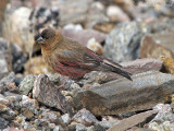 Brown-capped Rosy-finch: Rocky Mountain NP, Larimer Co., CO