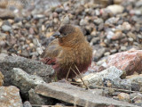 Brown-capped Rosy-finch: Rocky Mountain NP, Larimer Co., CO