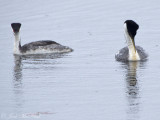 Western Grebe pair: Jackson Co., CO