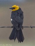 male Yellow-headed Blackbird: Jackson Co., CO