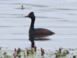 Eared Grebe: Jackson Co., CO