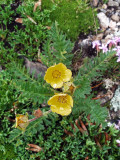 Alpine Avens: Geum rossii, Rocky Mountain NP, Larimer Co., CO