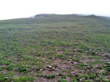 Alpine Tundra: Rocky Mountain NP, Larimer Co., CO