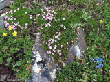 Alpine tundra wildflowers: Rocky Mountain NP, Larimer Co., CO