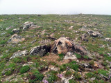 Alpine Tundra: Rocky Mountain NP, Larimer Co., CO