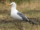 California Gull: <i>Larus californicus</i>, Arapaho NWR, Jackson Co., CO