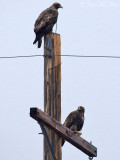 Golden Eagle pair: Arapaho NWR, Jackson Co., CO