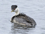 Western Grebe: Jackson Co., CO