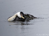 Western Grebe: Jackson Co., CO