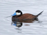 drake Ruddy Duck: Jackson Co., CO