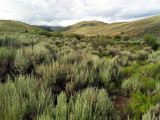Gunnison Basin sagebrush habitat: Gunnison Co., CO