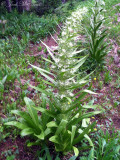 Elkweed: Frasera speciosa