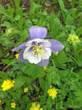 Colorado Blue Columbine: <i>Aquilegia coerulea</i>, San Juan Co., CO