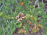 Pinyon Pine: Saguache Co., CO