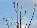 juv. White Ibis: Bartow Co., GA