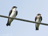 juvenile Tree and Bank Swallows: Bartow Co., GA