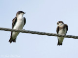 juvenile Tree and Bank Swallows: Bartow Co., GA