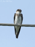 Bank Swallow: Bartow Co., GA