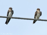 Bank and Northern Rough-winged Swallows: Bartow Co., GA