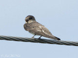 juvenile Bank Swallow: Bartow Co., GA