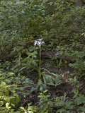 Woodland Spider Lily: <i>Hymenocallis occidentalis</i>, Paulding Co., GA