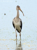 juv. White Ibis: Bartow Co., GA