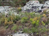 Harpers Dodder: <i>Cuscuta harperi</i>, Etowah Co., AL