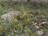 Harper's Dodder with Menges' Fameflower: Little River Canyon National Preserve, DeKalb