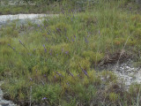 <i>Liatris microcephala</i> & <i>Hypericum gentianoides</i>; Marion Co., AL