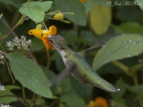 Ruby-throated Hummingbird on Spotted Jewelweed