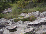 Moss Rock Preserve: Jefferson Co., AL