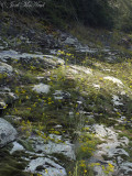 Town Creek Sandstone Glade: DeKalb Co., AL