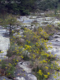 Town Creek Sandstone Glade: DeKalb Co., AL