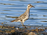 American Golden Plover: Bartow Co., GA