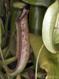 <i>Nepenthes</i> hybrid