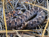 juvenile Eastern Hognose Snake: Heard Co., GA