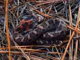 juvenile Eastern Hognose Snake head puff display: Heard Co., GA