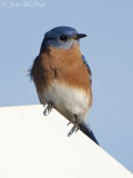 male Eastern Bluebird: Bartow Co., GA