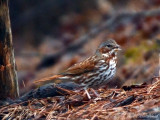 Fox Sparrow: Bartow Co., GA