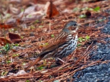 Fox Sparrow: Bartow Co., GA
