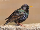 European Starling: Bartow Co., GA