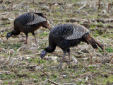 Wild Turkeys: Bartow Co., GA