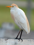 Cattle Egret: Bartow Co., GA